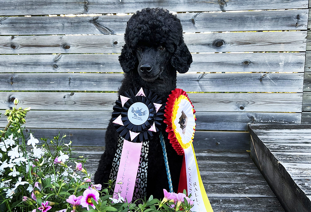 Svart mellanpudel med prisrosetter