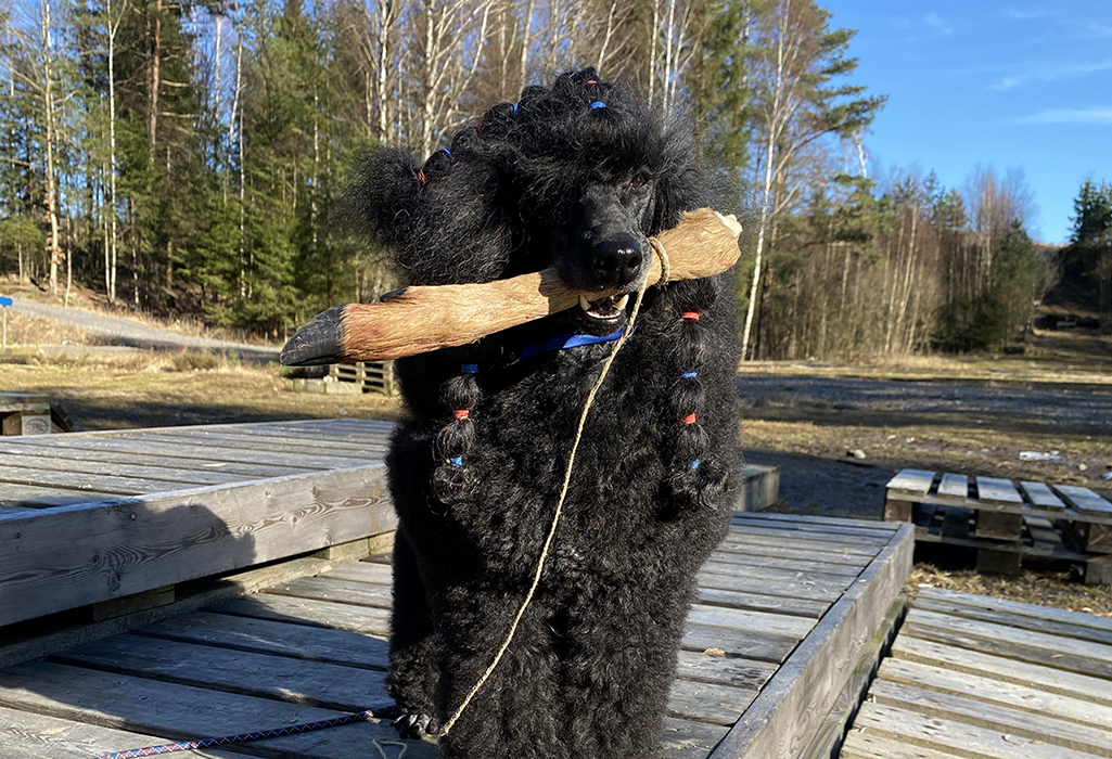 Svart mellanpudel med en klöv i munnen