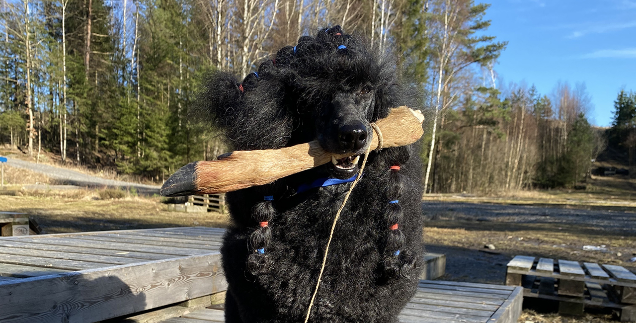 Svart mellanpudel med en klöv i munnen